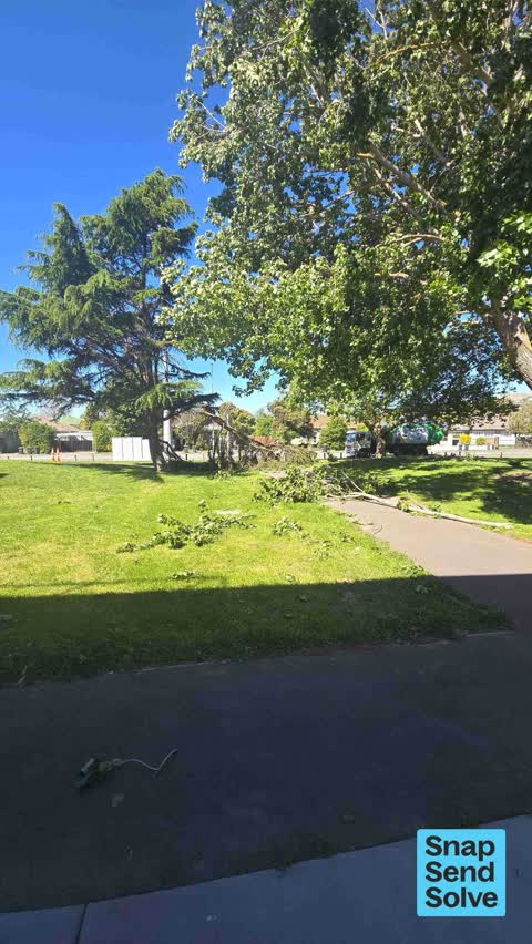 Fallen Tree — a report photo