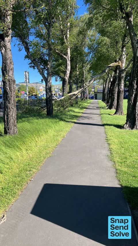 Fallen Tree, a report photo
