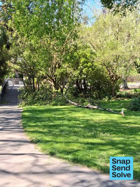 Fallen Tree, a report photo