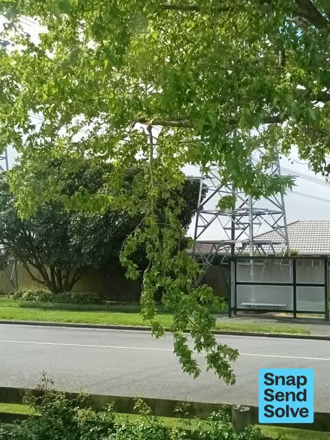 Fallen Tree, a report photo