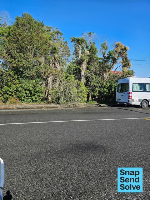 Fallen Tree, a report photo