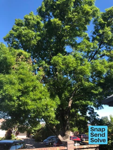 Fallen Tree, a report photo