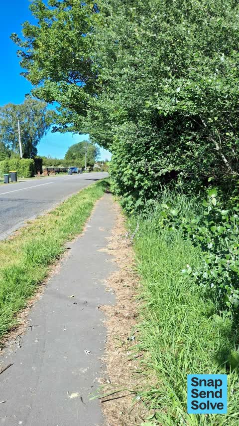 Overgrown Vegetation, a report photo