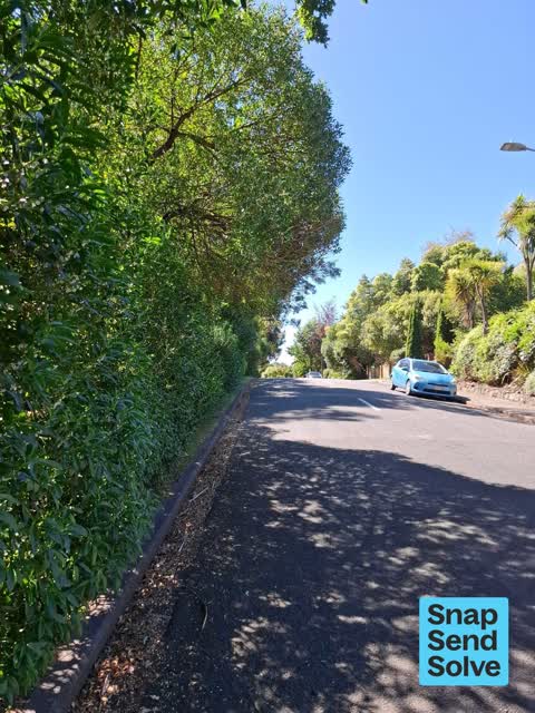 Overgrown Vegetation, a report photo