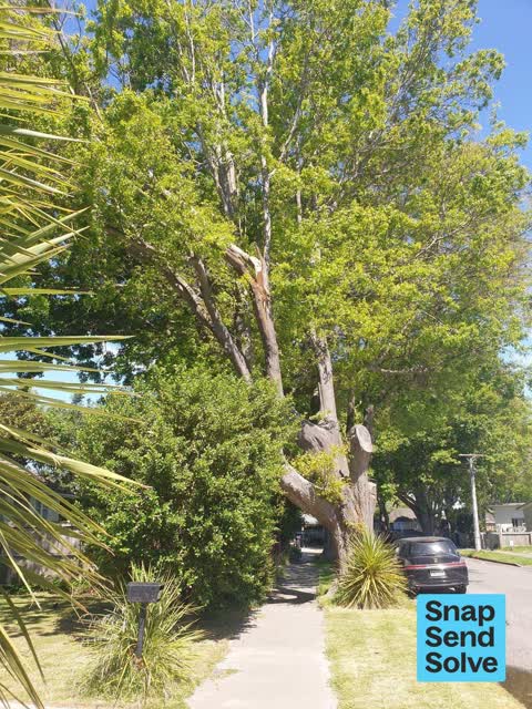 Trees - General, a report photo