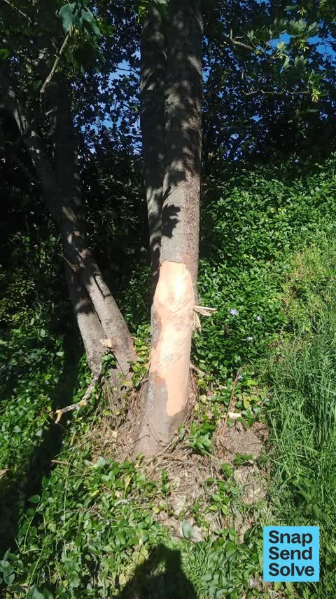 Trees - General, a report photo