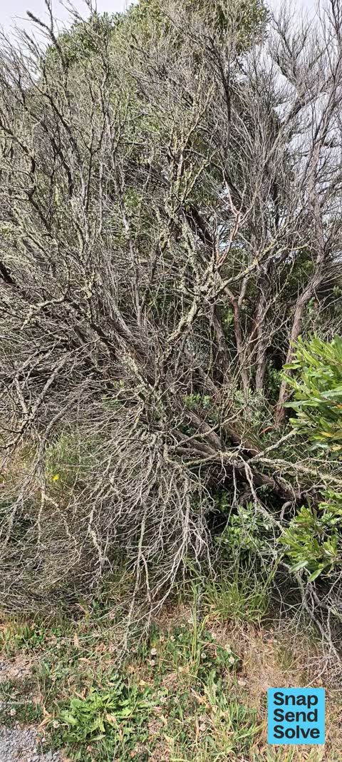Overgrown Vegetation, a report photo
