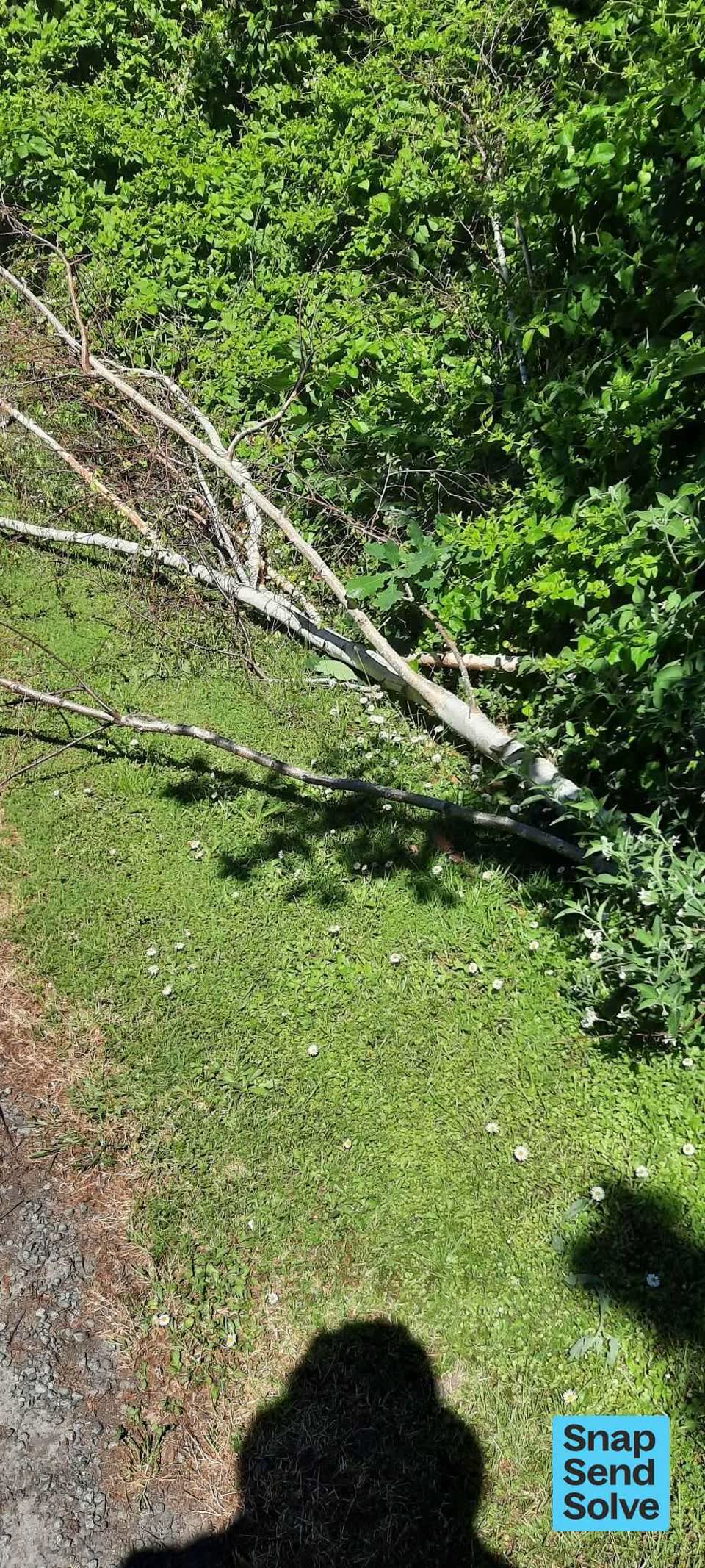 The photograph attached to this overgrown vegetation report