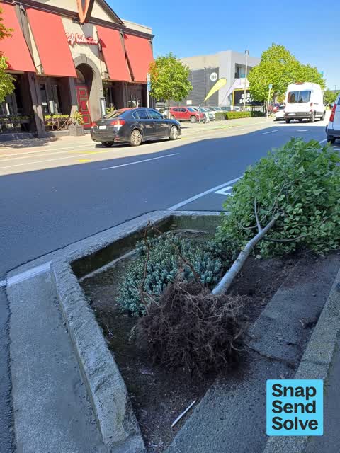 Fallen Tree — a report photo
