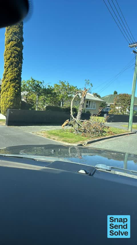 Fallen Tree, a report photo