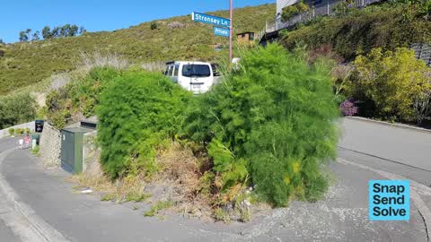 Overgrown Vegetation, a report photo
