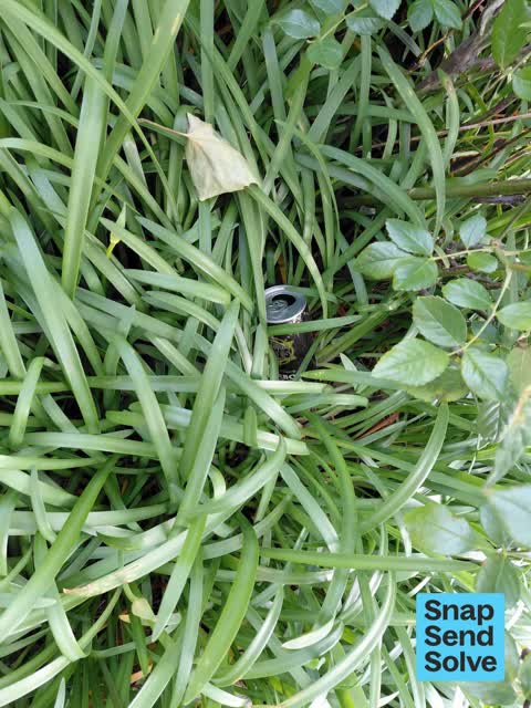 Litter, a report photo