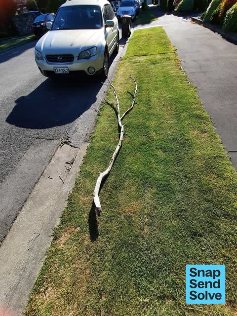 Fallen Tree, a report photo