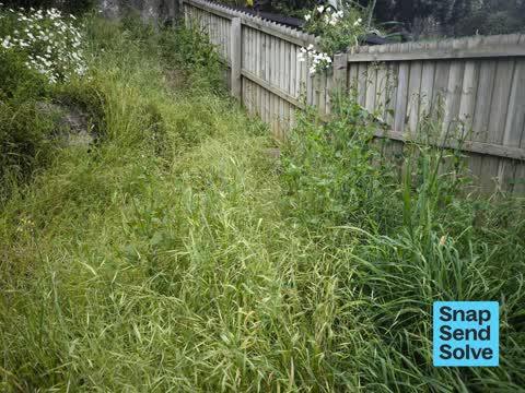 Overgrown Vegetation, a report photo