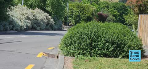 Overgrown Vegetation — a report photo