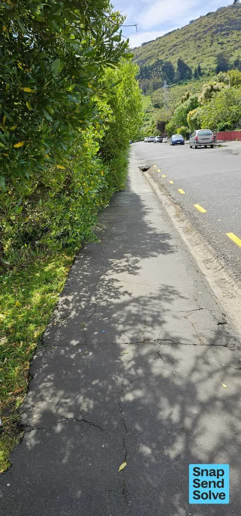 Overgrown Vegetation, a report photo