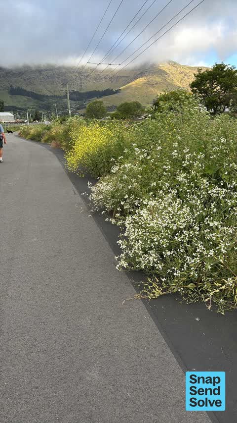 Overgrown Vegetation, a report photo