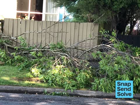 Fallen Tree — a report photo