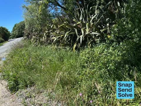 Overgrown Vegetation, a report photo
