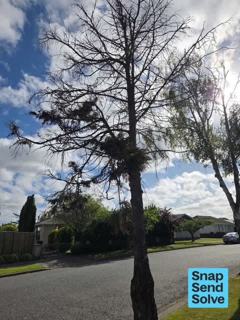 Trees - General, a report photo