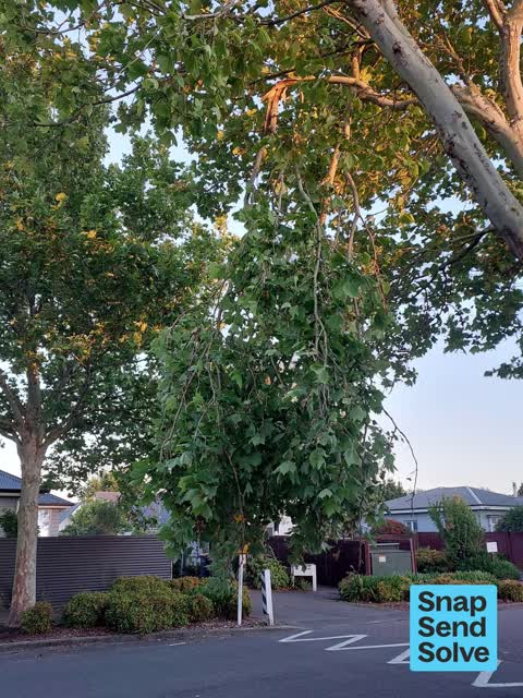 Trees - General, a report photo
