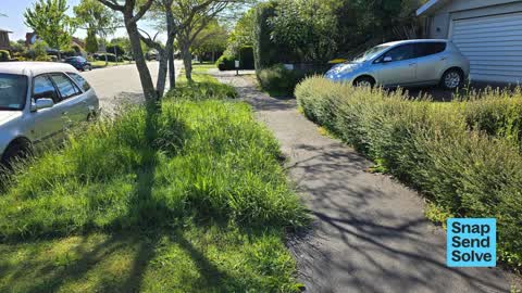 Overgrown Vegetation, a report photo