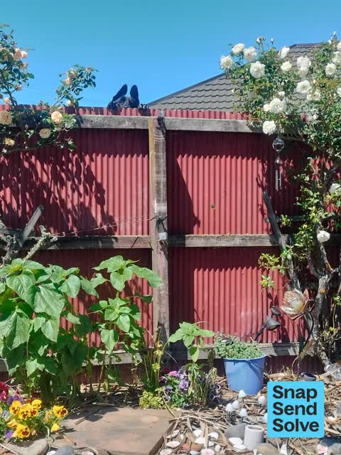 Animal - Domestic — a report photo