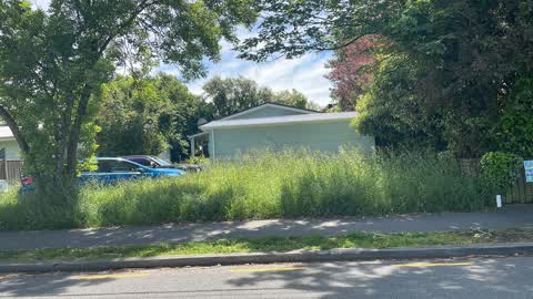 Overgrown Vegetation, a report photo