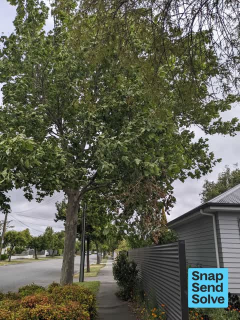 Fallen Tree, a report photo