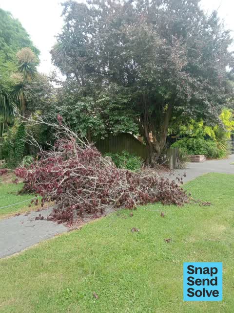 Fallen Tree, a report photo