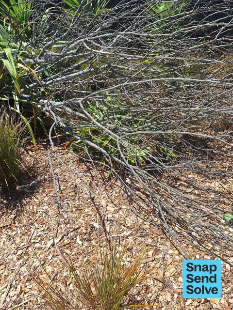 Fallen Tree, a report photo
