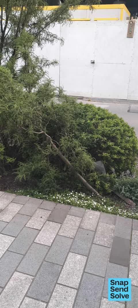 Trees - General, a report photo