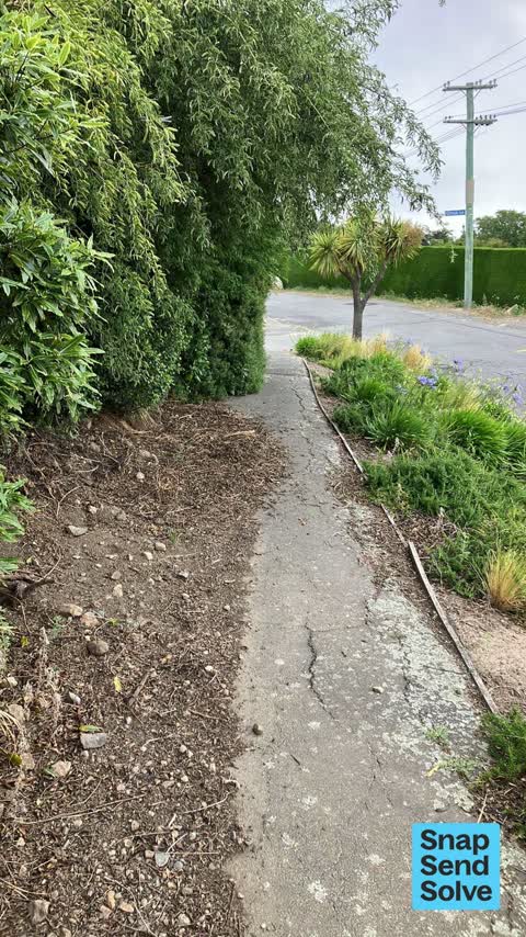 Overgrown Vegetation, a report photo