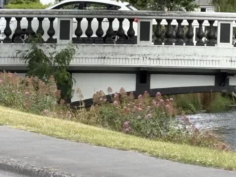 Overgrown Vegetation, a report photo