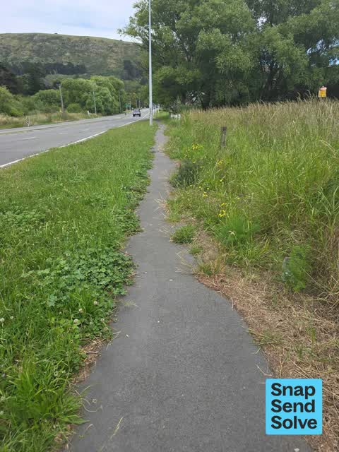 Overgrown Vegetation, a report photo