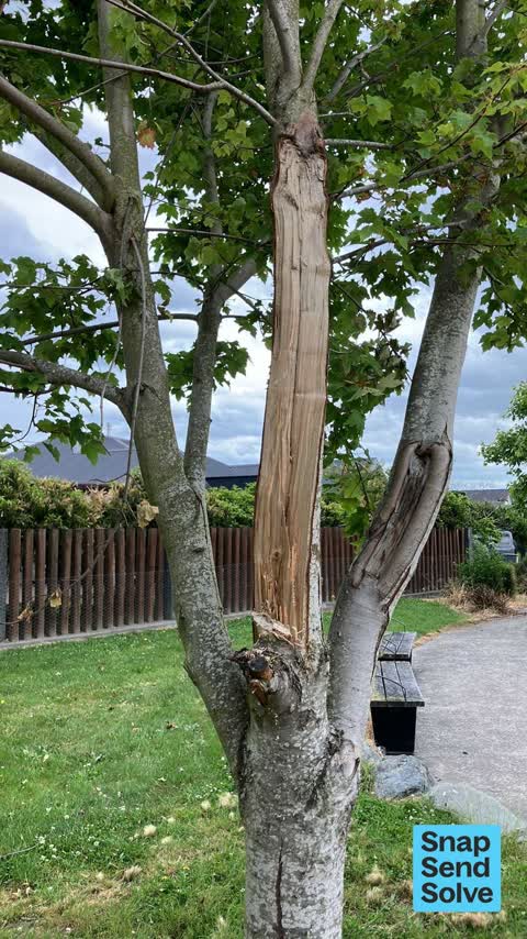 Trees - General, a report photo
