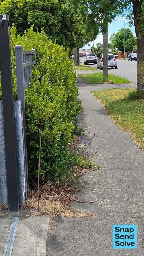 Overgrown Vegetation, a report photo