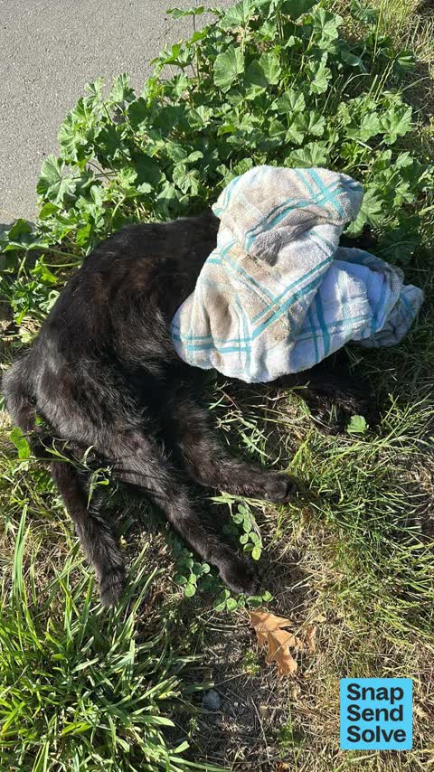 Animal - Deceased, a report photo