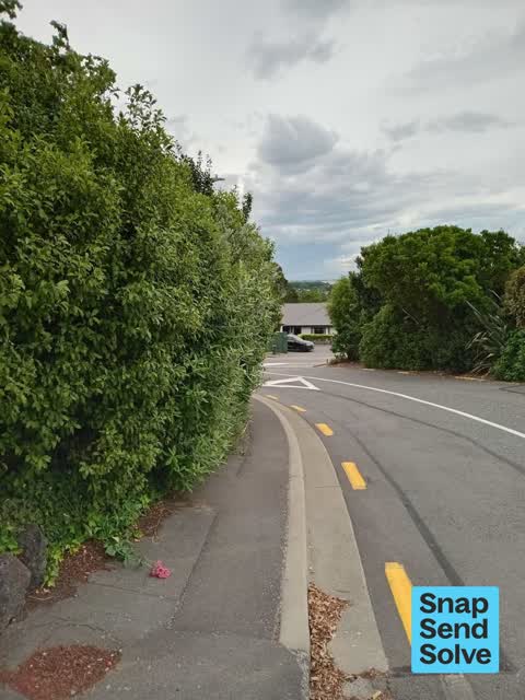 Overgrown Vegetation, a report photo
