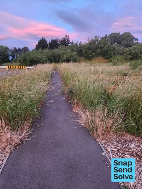 Overgrown Vegetation, a report photo