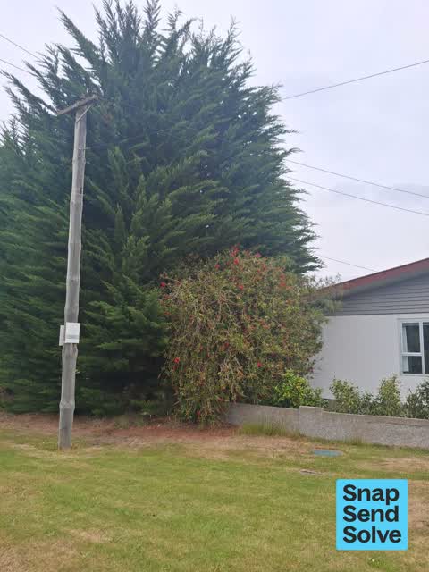 Overgrown Vegetation, a report photo