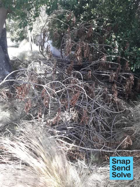 Fallen Tree, a report photo