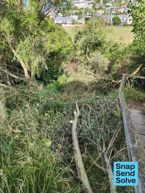 Fallen Tree, a report photo