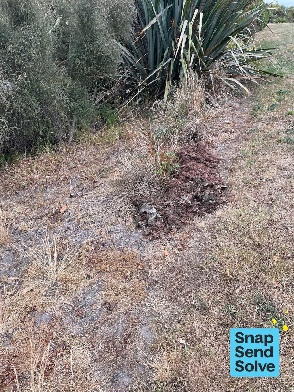 The photograph attached to this overgrown vegetation report