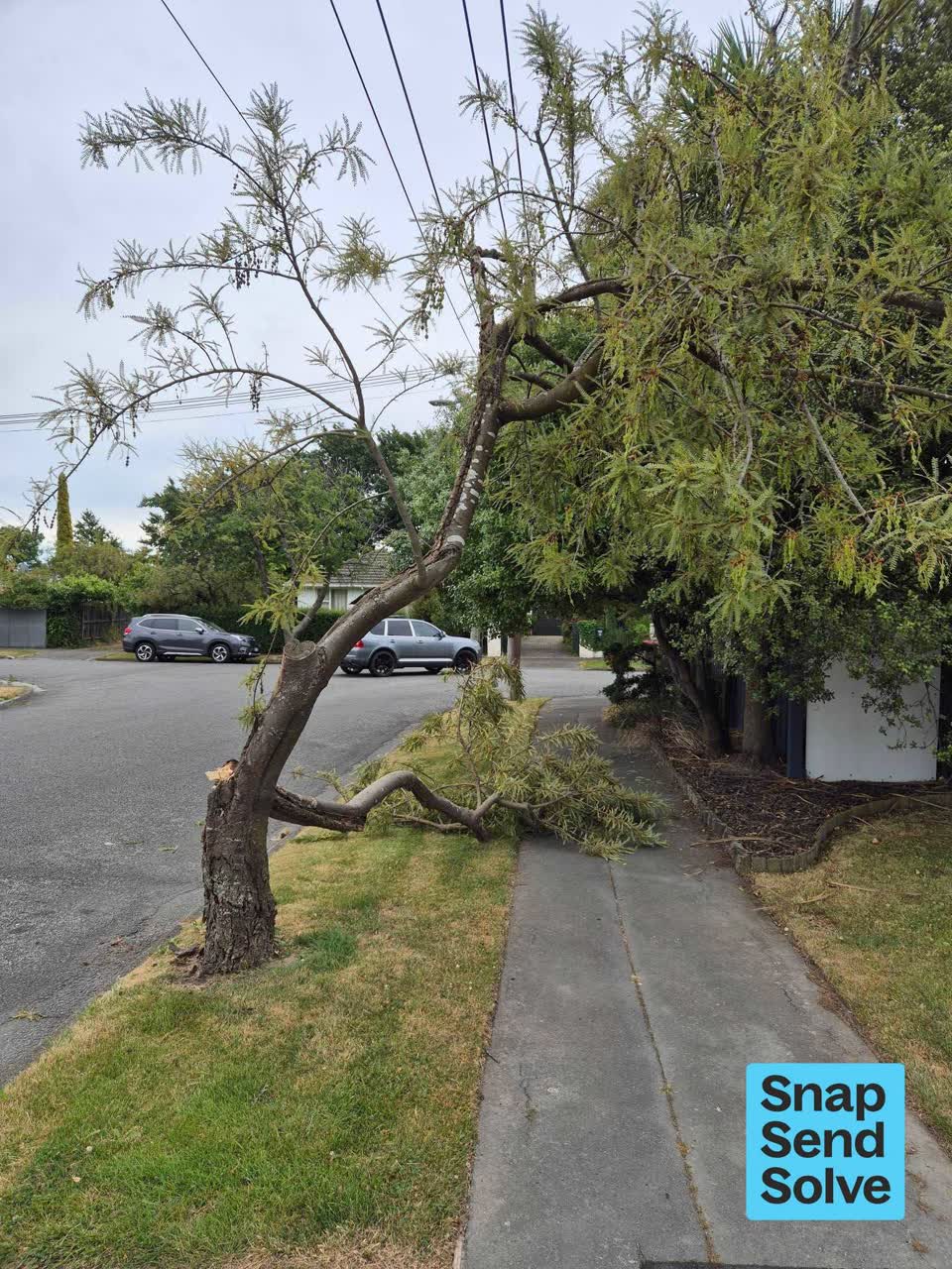 The photograph attached to this fallen tree report