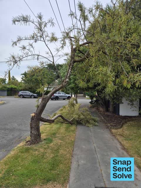 Fallen Tree, a report photo