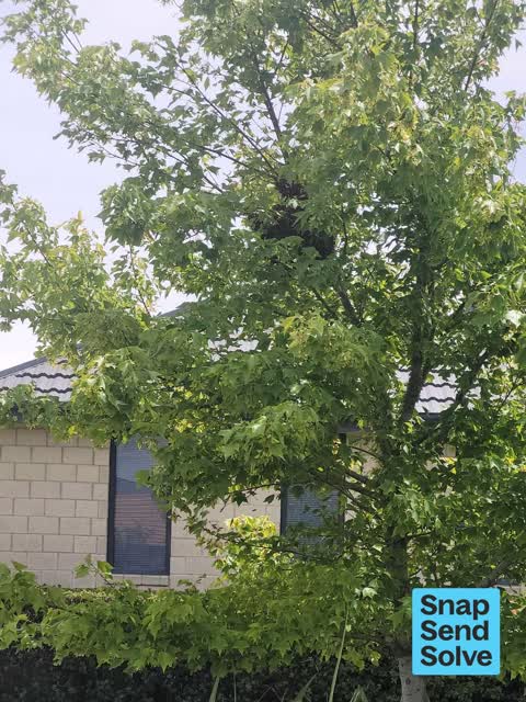 Pest / Vermin, a report photo