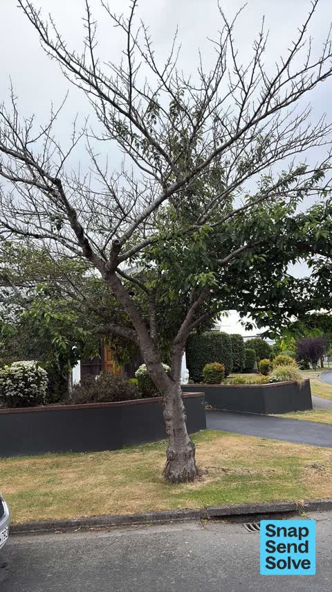 Trees - General, a report photo