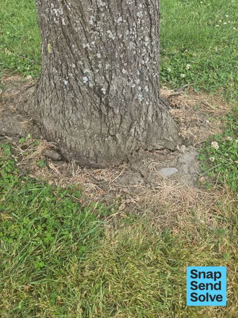 Trees - General, a report photo