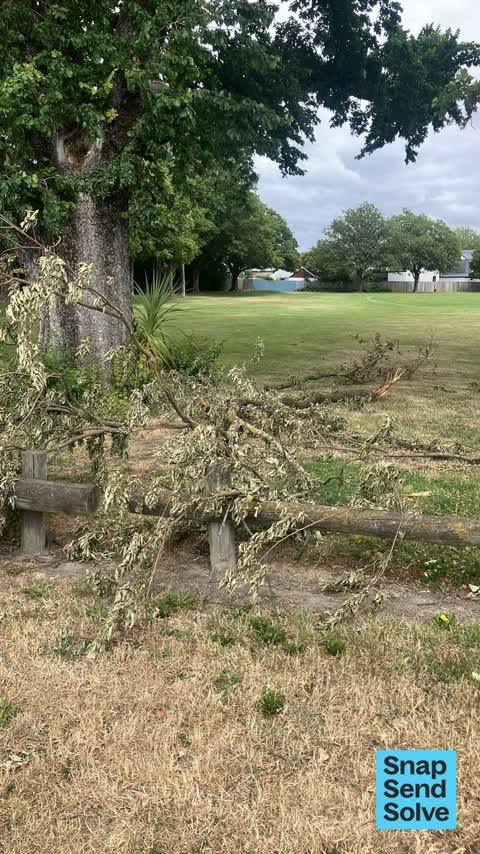 Trees - General, a report photo